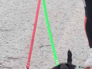 Mixed Breed dogs - Advert 7