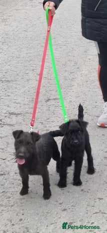 Mixed Breed dogs - Advert 8