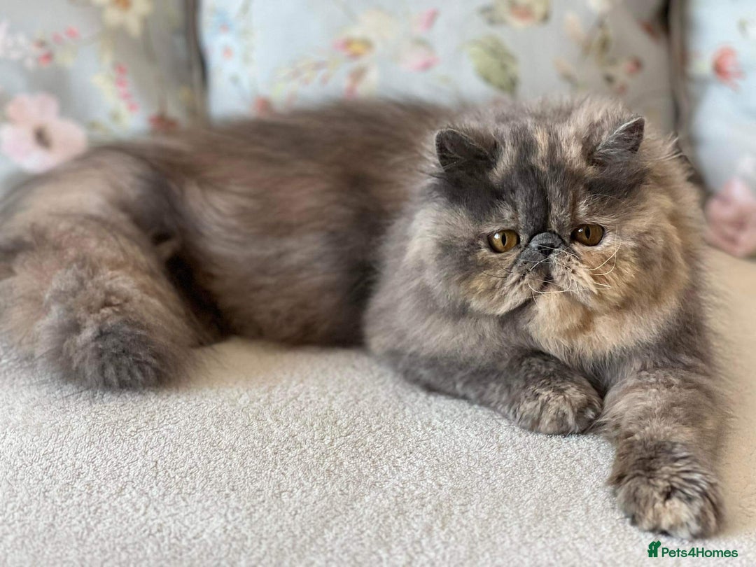 Persian cats for sale: GCCF SOLID BLUE PERSIAN PRINCESSES  - Image 25