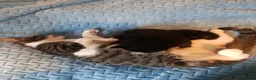 Mixed Breed cats for sale: Kittens looking for a lovely family 😻 in Leeds - Advert 25