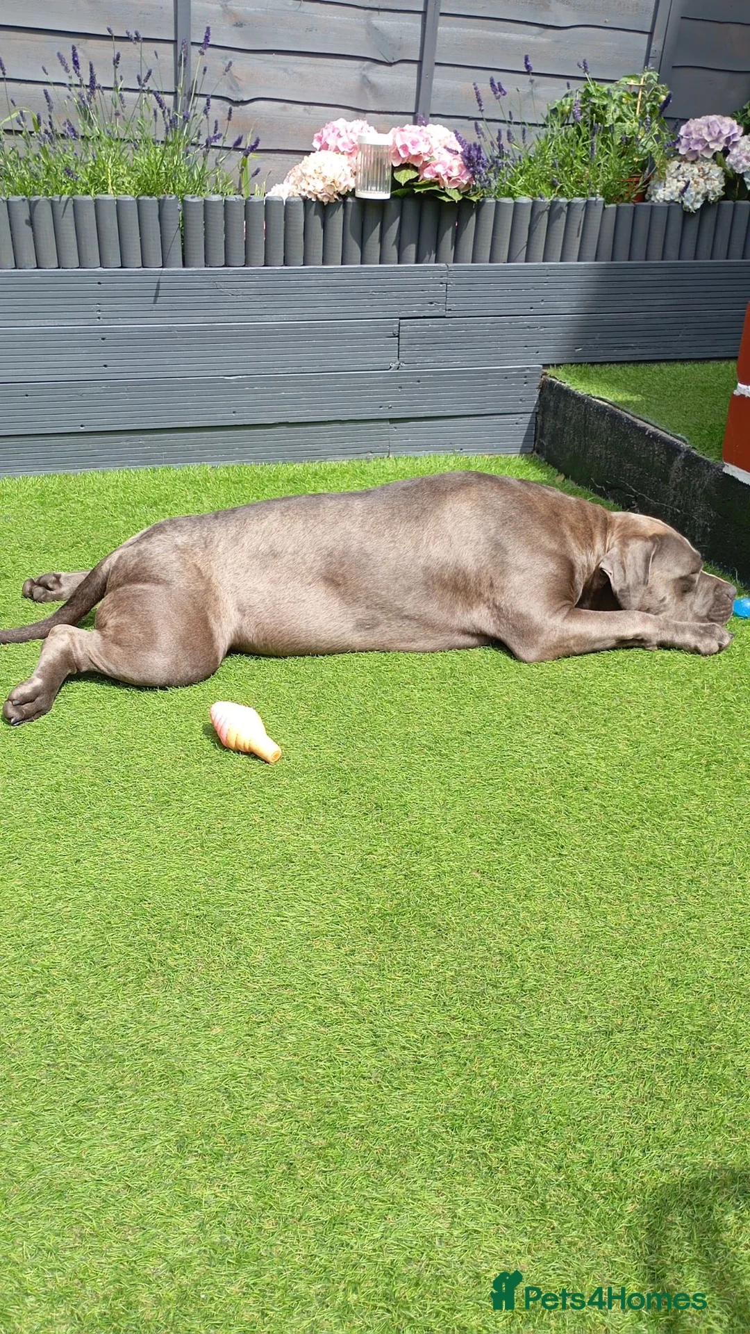 Bandog dogs for sale: Amber looking new sweet home ♥️ in Leeds - Advert 2