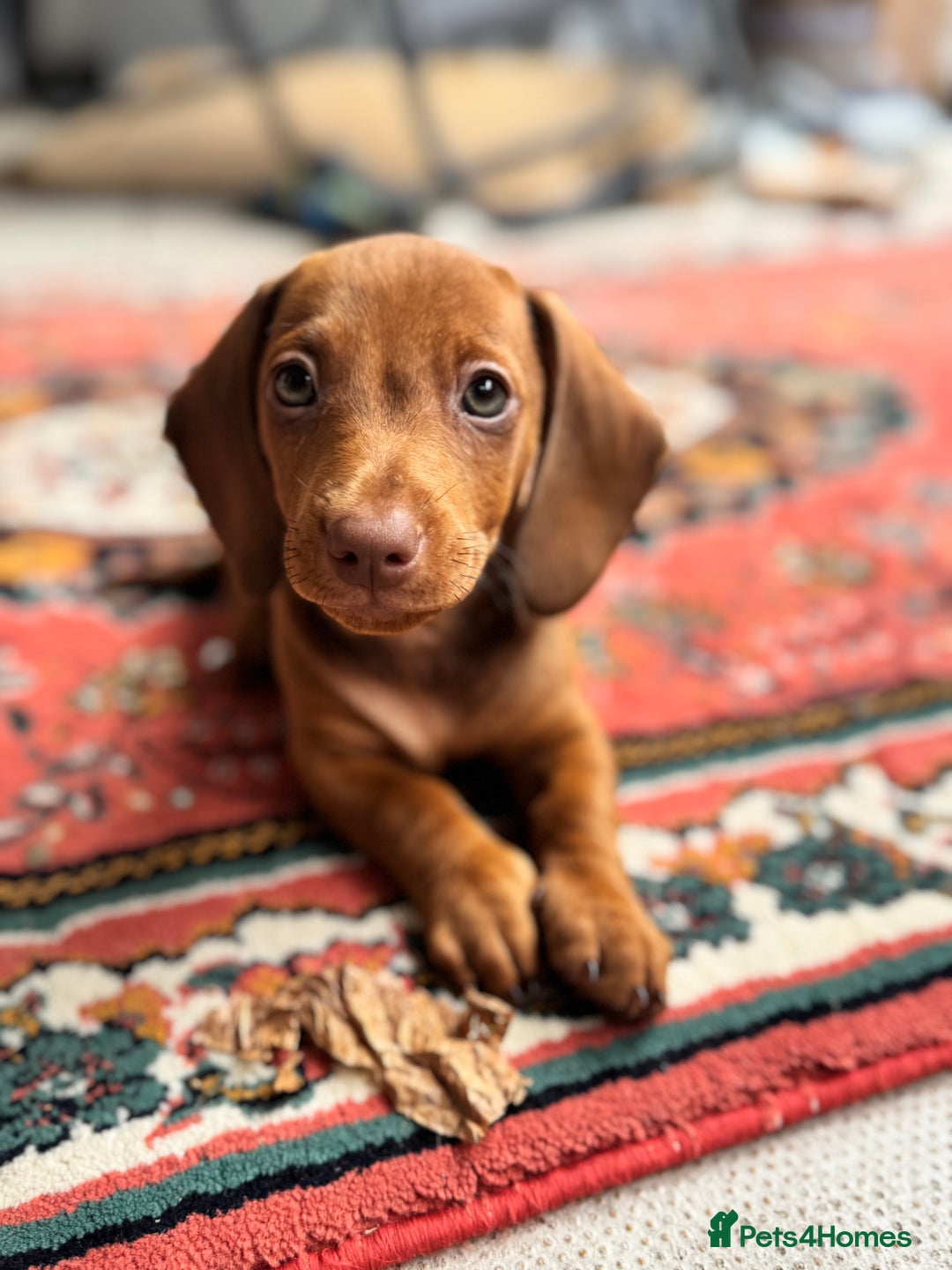 Dachshund dogs for sale: Beautiful puppies of standard dachshund  - Image 5