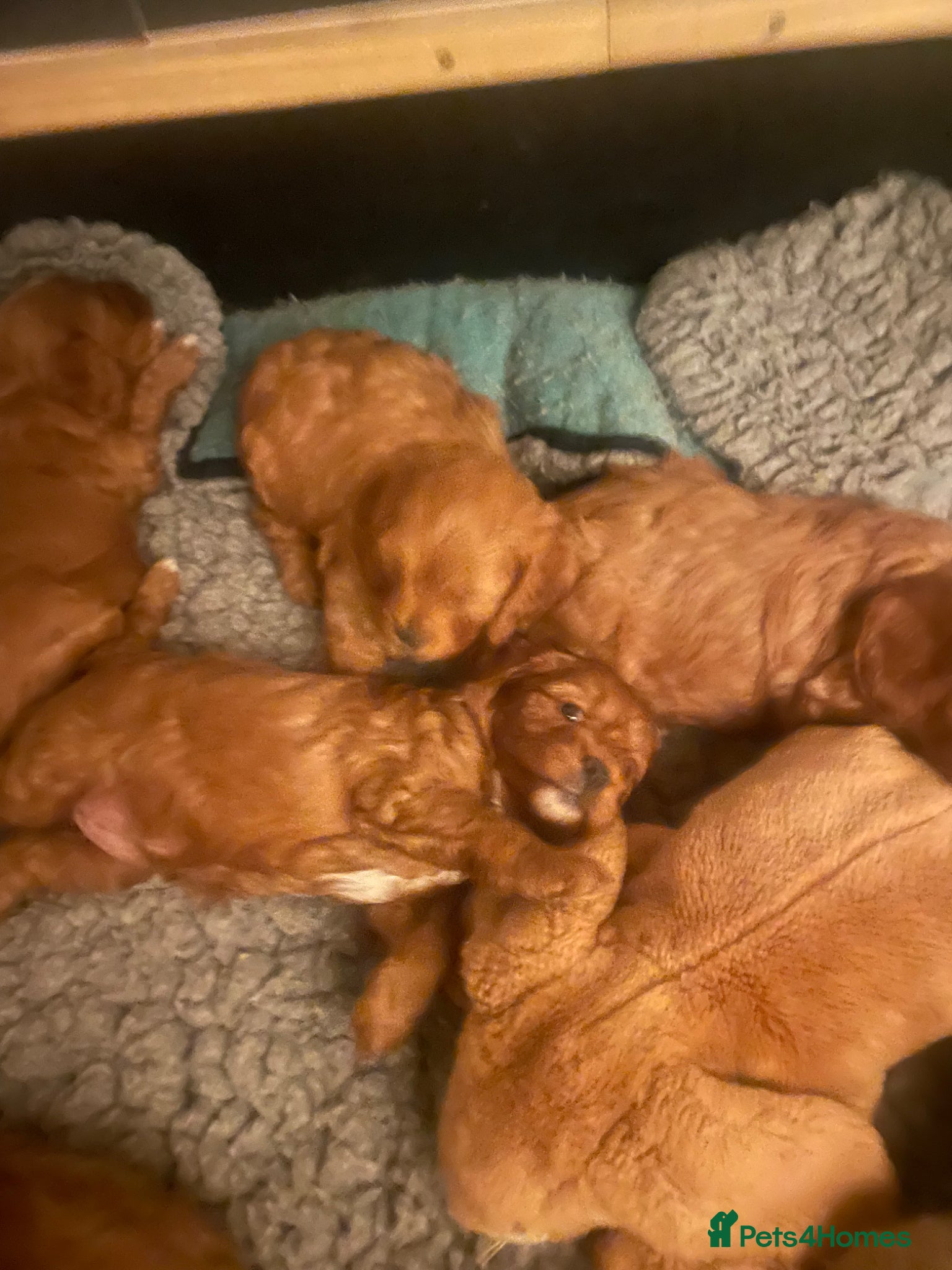 Cavapoo dogs Cavapoooo f1  - Advert 2