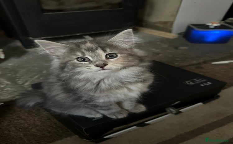 Norwegian Forest Cat cats - Advert 1