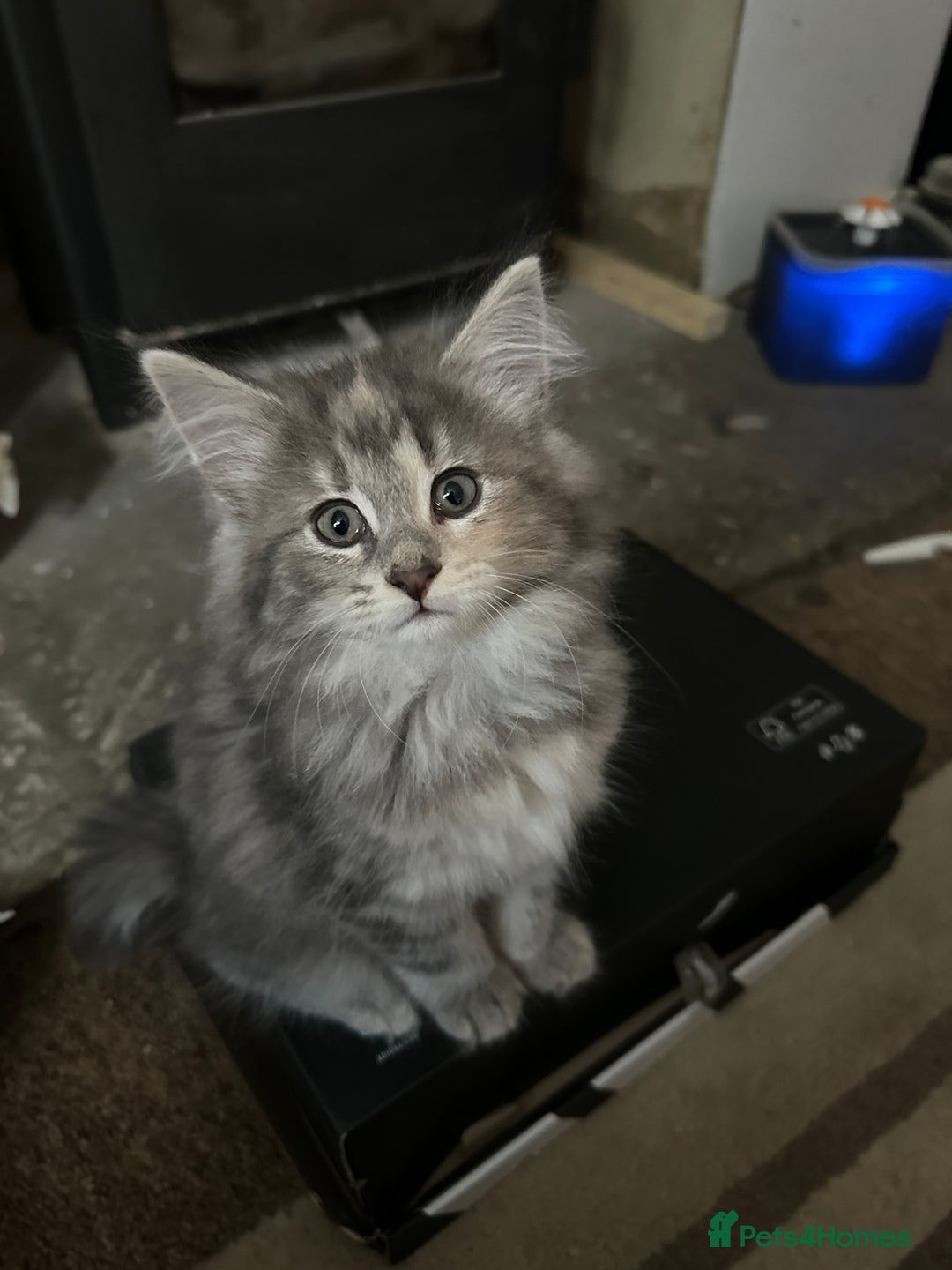 Norwegian Forest Cat cats for sale: Half Norwegian Forest Kittens  - Image 1