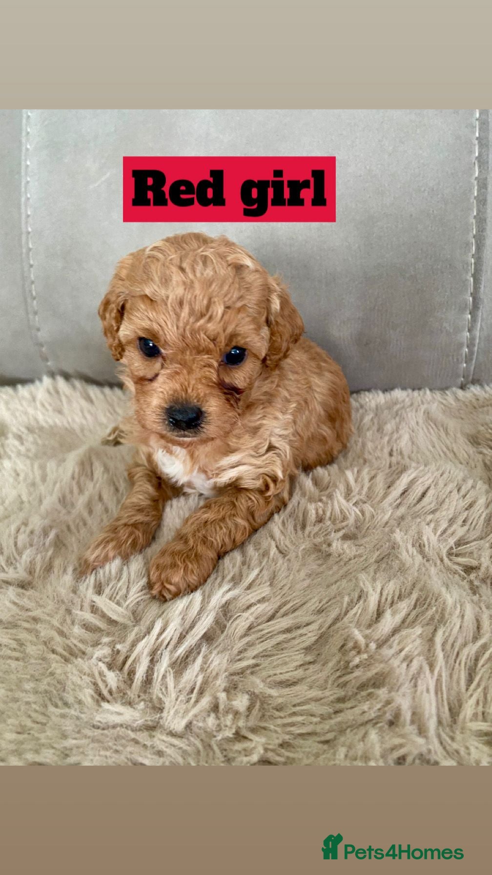 Poochon dogs ♥️🐶🧸  RARE TINY ASIAN TOY POOCHONS FOR SALE ♥️ - Advert 18