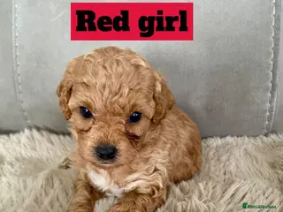 Poochon dogs ♥️🐶🧸 RARE TINY ASIAN TOY POOCHONS FOR SALE ♥️ - Advert 18