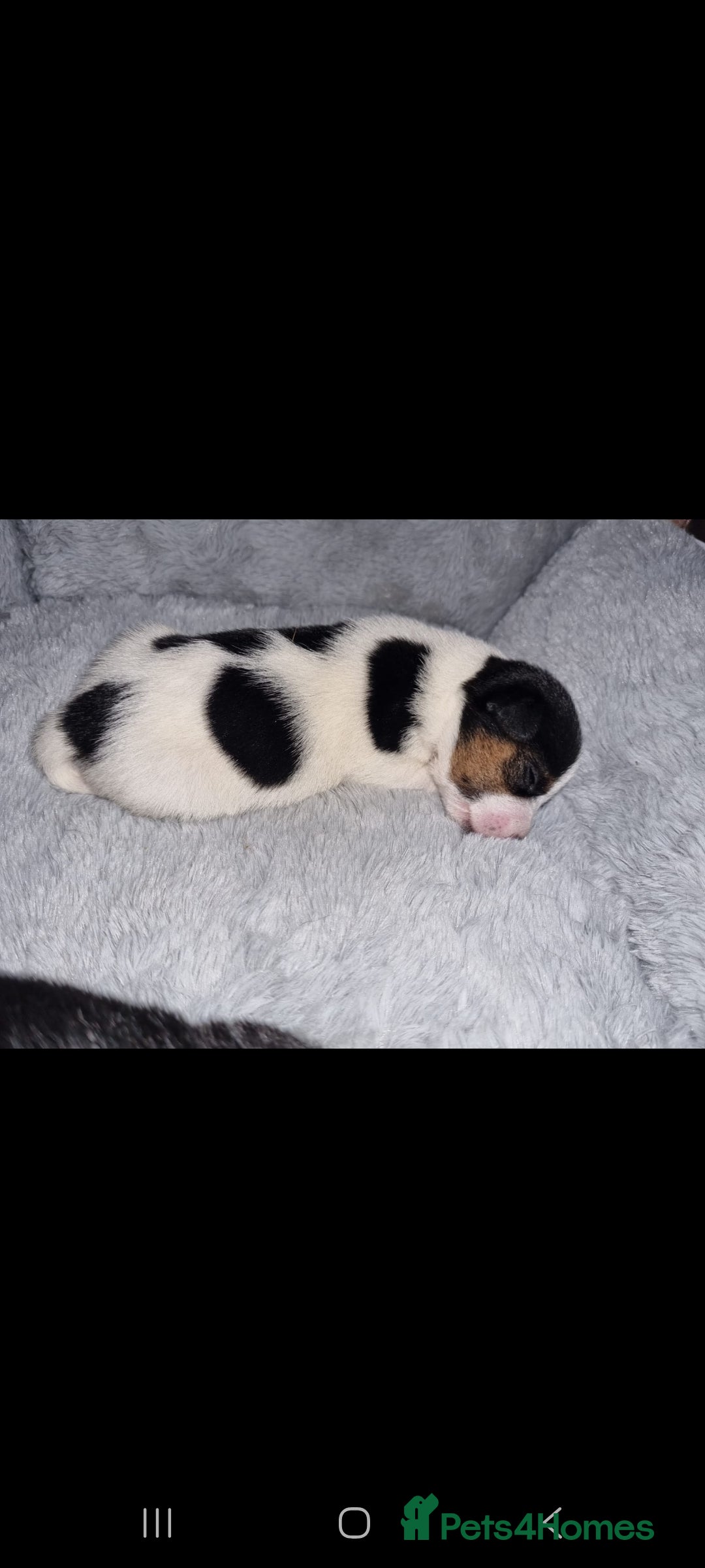 Jack Russell dogs for sale: Jack Russell Pups - Advert 6