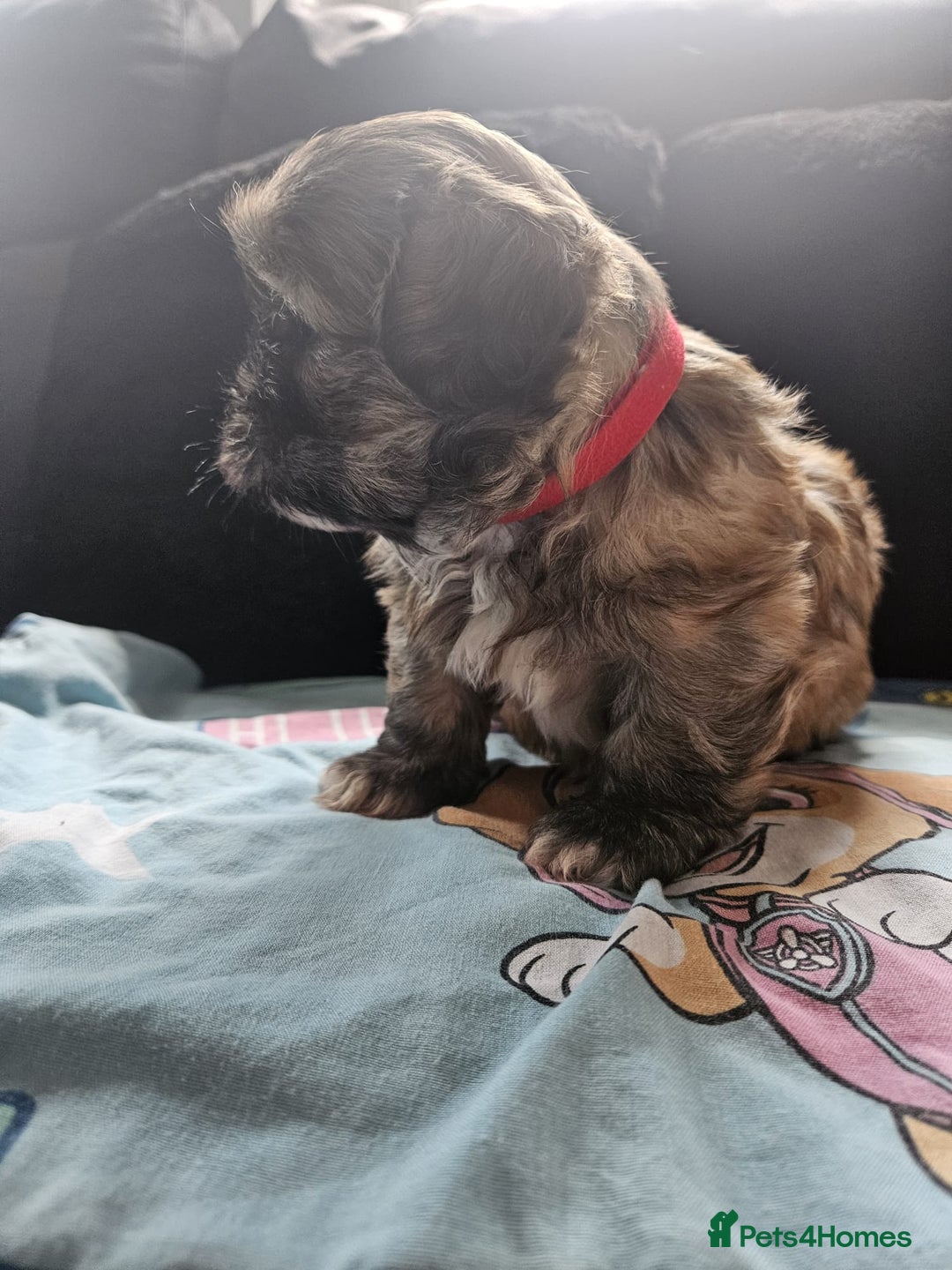 Shihpoo dogs for sale: F1B Shihpoo Teddy Bear Puppy's  - Image 8