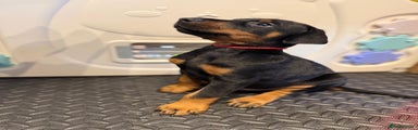 Dobermann Puppy 3