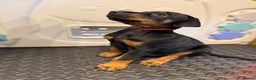 Dobermann dogs for sale: Litter of 9 beautiful Doberman puppies - Advert 10
