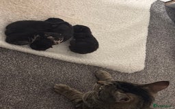 British Shorthair cats for sale: 3 black and 1 tabby looking for a home - Image 7