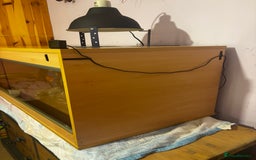Bearded Dragon reptiles for sale: Complete bearded dragon / vivarium  - Image 11