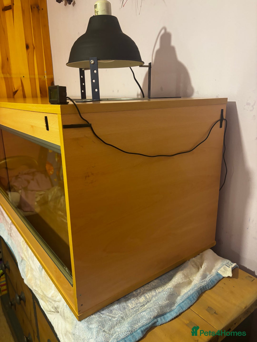 Bearded Dragon reptiles for sale: Complete bearded dragon / vivarium  - Image 11