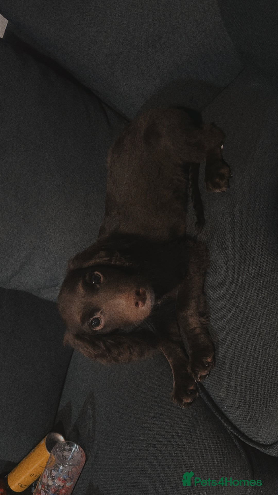 Cocker Spaniel dogs for sale: Handsome male cocker pup - Image 4