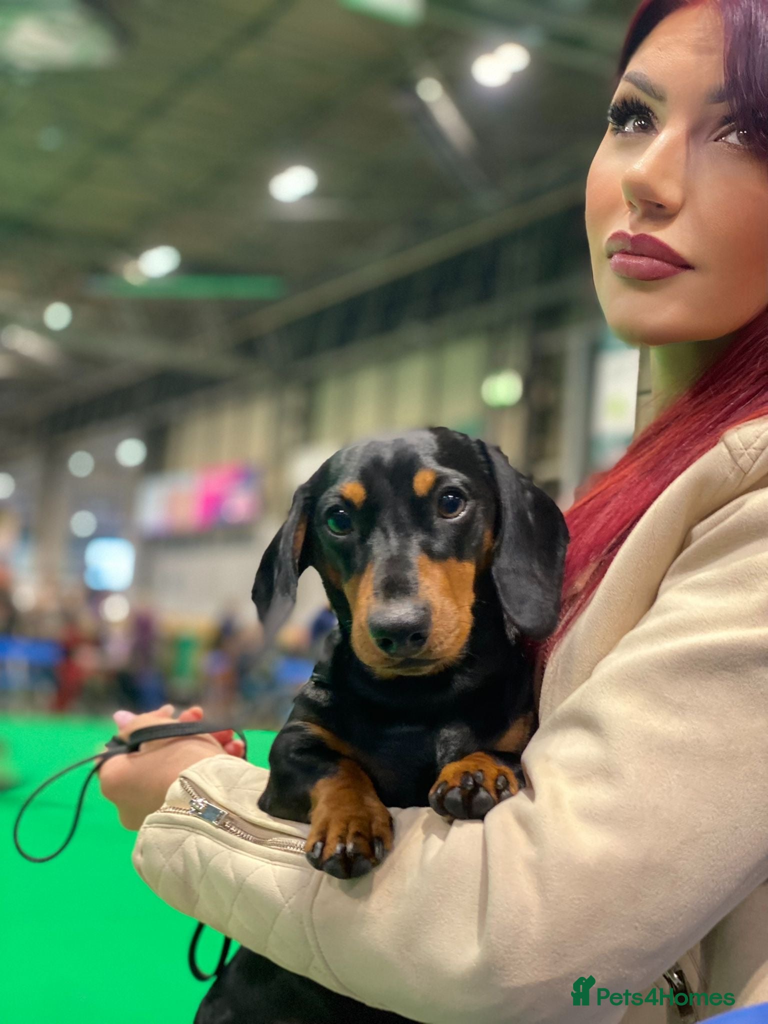 Miniature Dachshund dogs KC registered Miniature Dachshund Black and Tan - Advert 18
