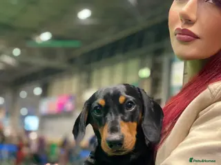 Miniature Dachshund dogs KC registered Miniature Dachshund Black and Tan - Advert 18