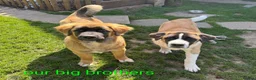 Mixed Breed dogs for sale: 4 beautiful saint burnard x akita puppies  - Advert 6