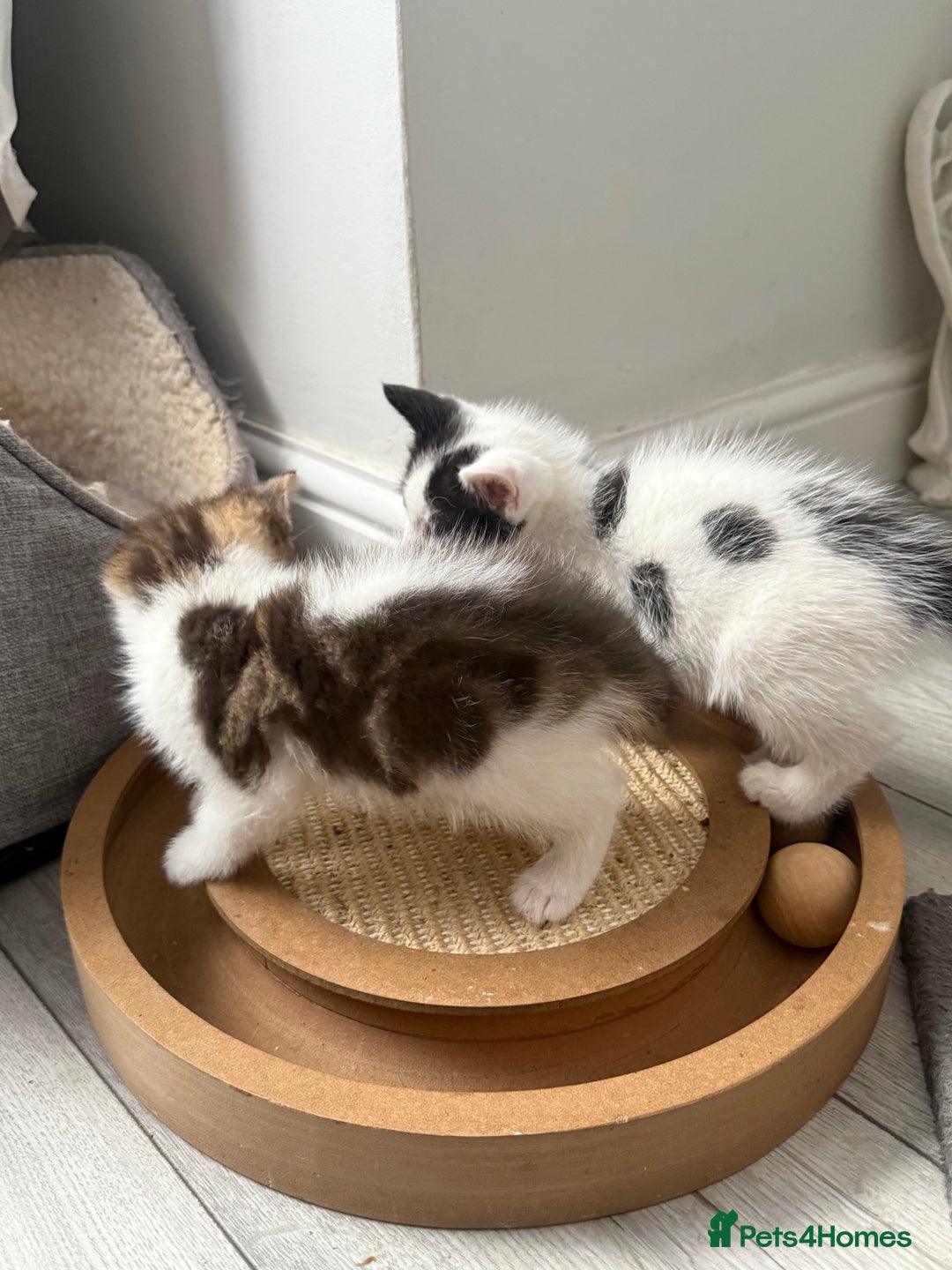 Mixed Breed cats for sale: Tabby Kittens - Advert 5