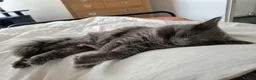 Nebelung cats for sale: Sweet cat looking for new home - Advert 4