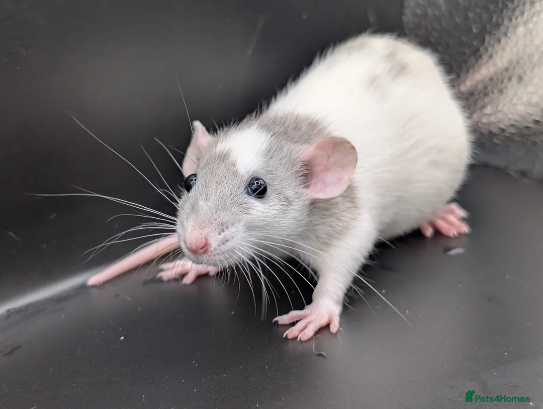 Rat rodents for sale: Baby Rats for homes in Durham - Advert 14