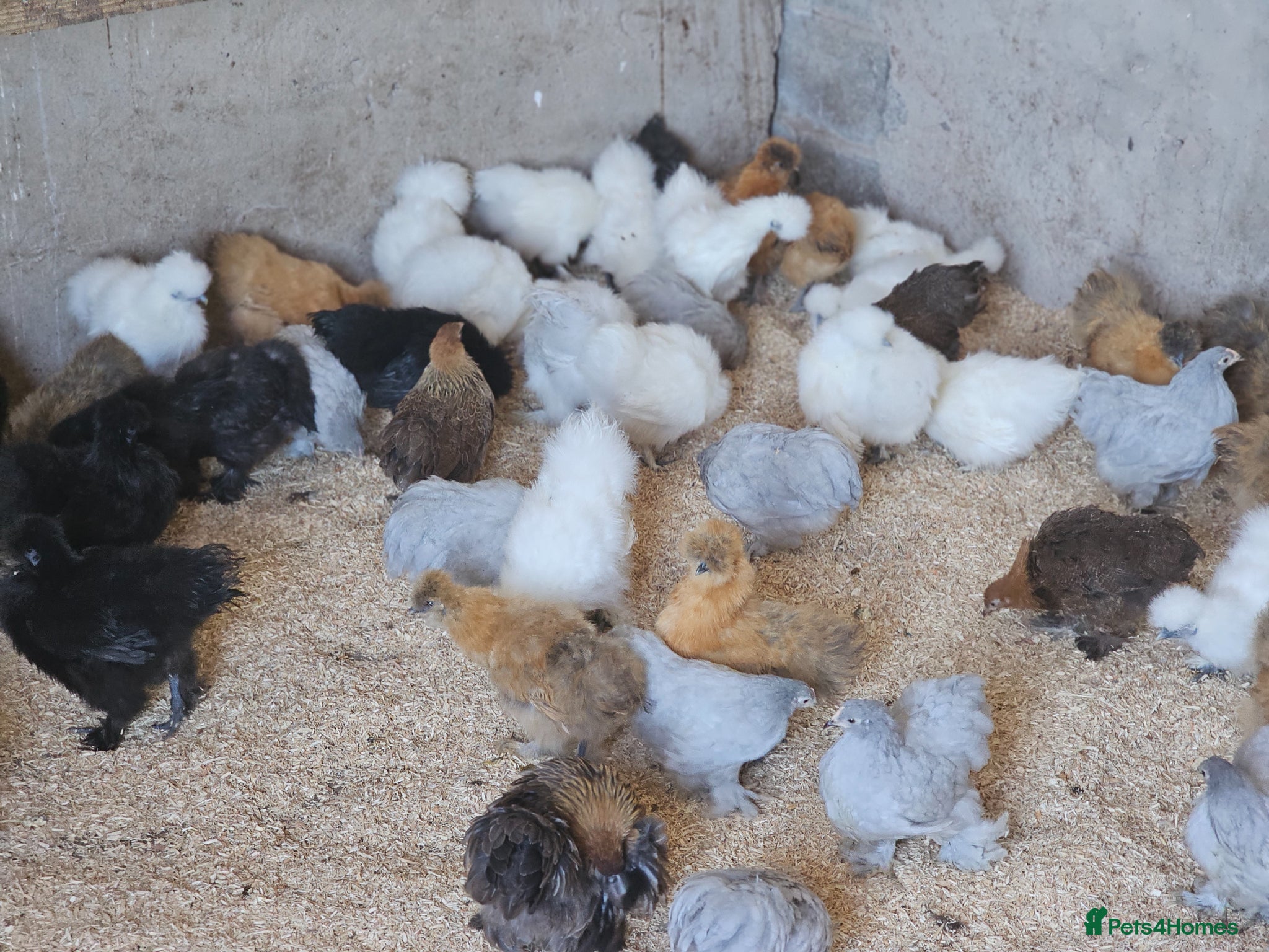 Chickens poultry Pure breed bantams and large fowl - Advert 1