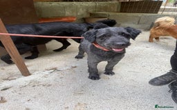 Mixed Breed dogs for adoption: Buzz needs a home - Image 4