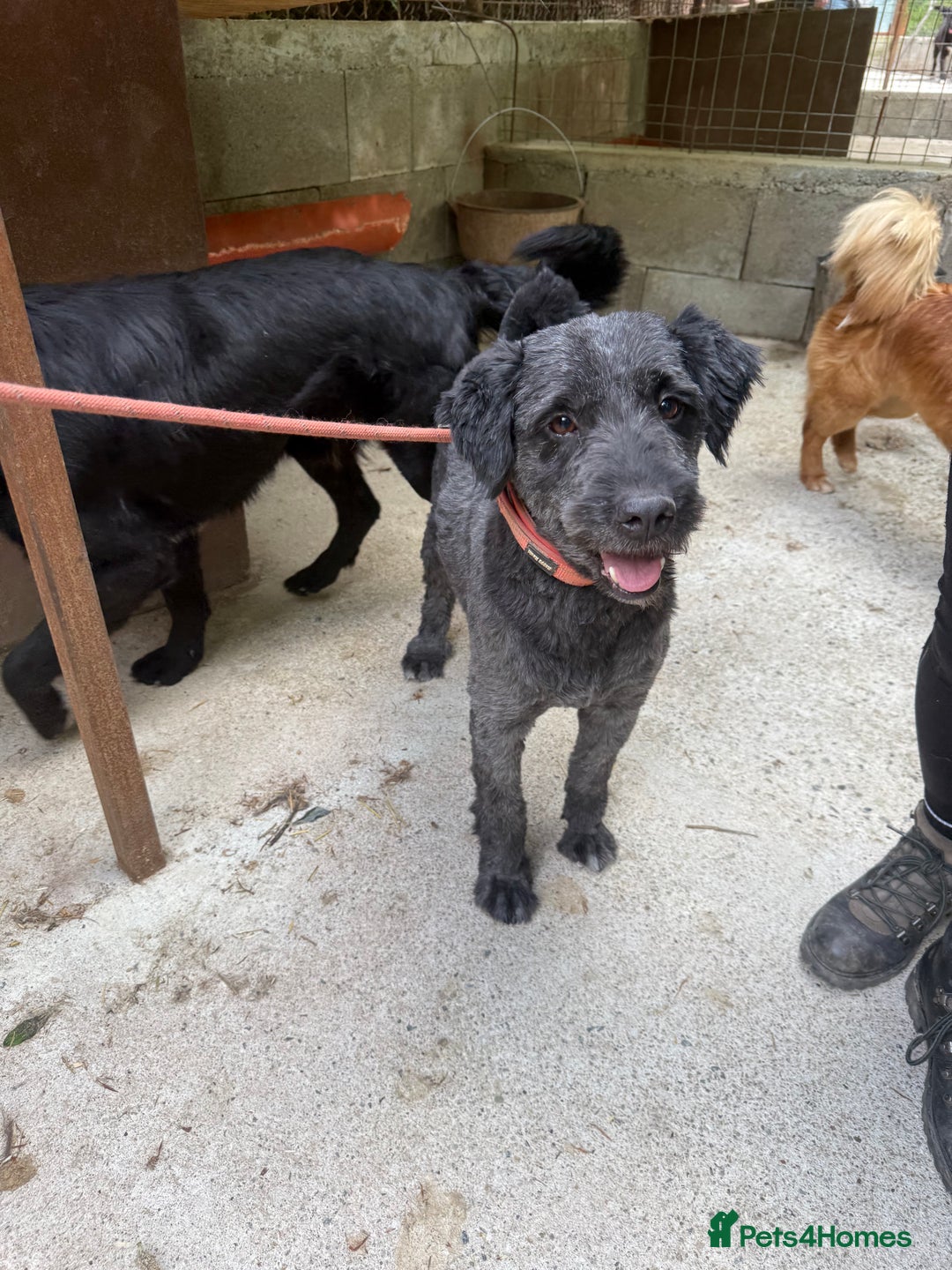 Mixed Breed dogs for adoption: Buzz needs a home - Image 4