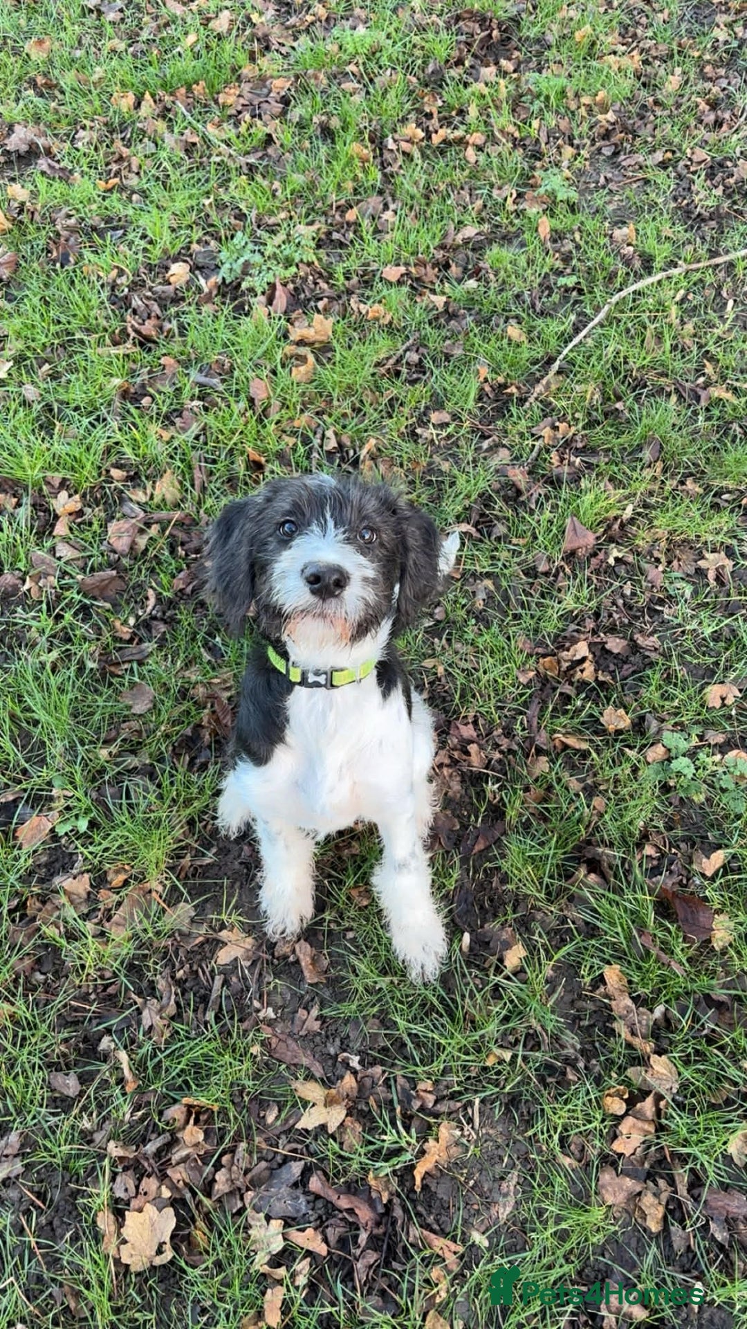 Mixed Breed dogs for sale: Unfortunately need to rehome - Advert 4