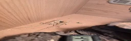 Bearded Dragon reptiles for sale: Baby bearded dragon  in Bridgend - Advert 6