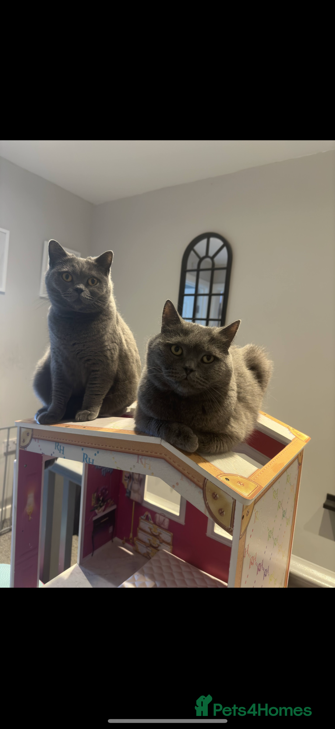 British Shorthair cats for sale: 2 Beautiful British shorthair cats 5 years  - Image 2