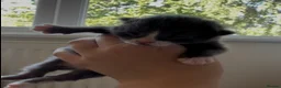 Mixed Breed cats for sale: Russian blue x british short hair kittens for sale - Advert 5
