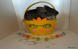 Chinchilla rodents for sale: Male Chinchilla  - Image 6