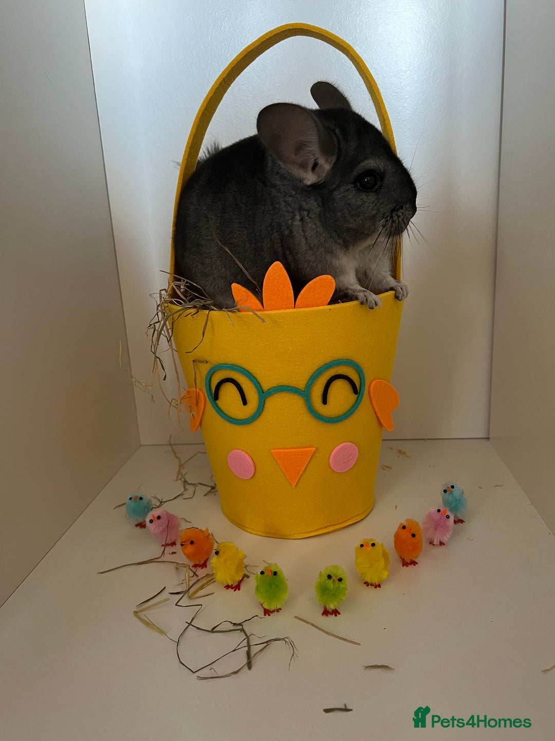 Chinchilla rodents for sale: Male Chinchilla  - Image 6