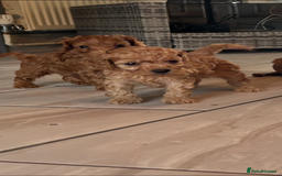 Cavapoo dogs for sale: Cavapoo pups  - Image 20