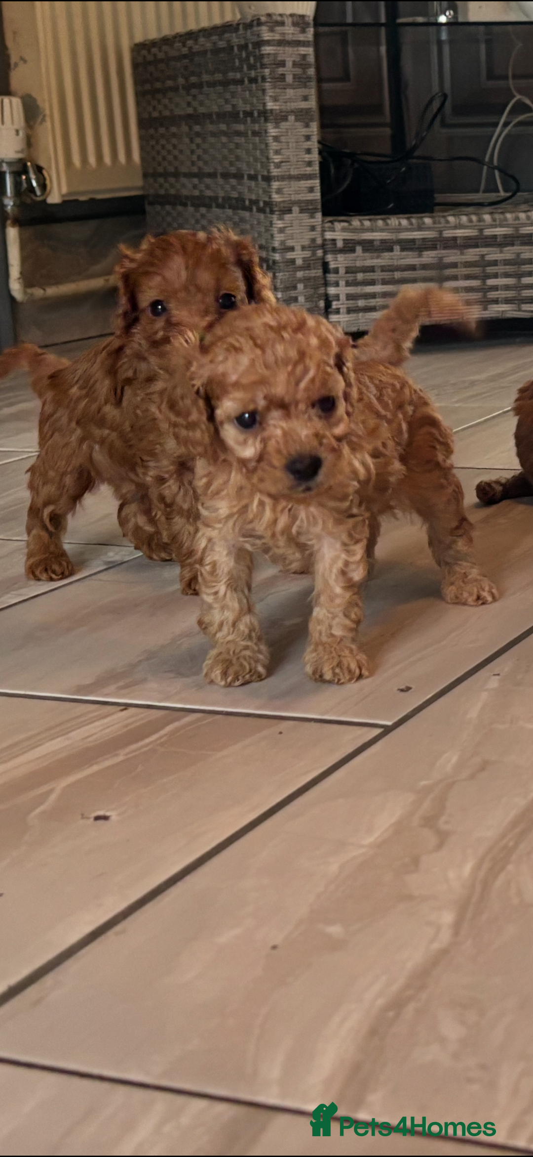 Cavapoo dogs for sale: Cavapoo pups  - Image 20