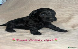 Cavapoo dogs for sale: Beautiful F1 Cavapoo Puppies  - Image 11