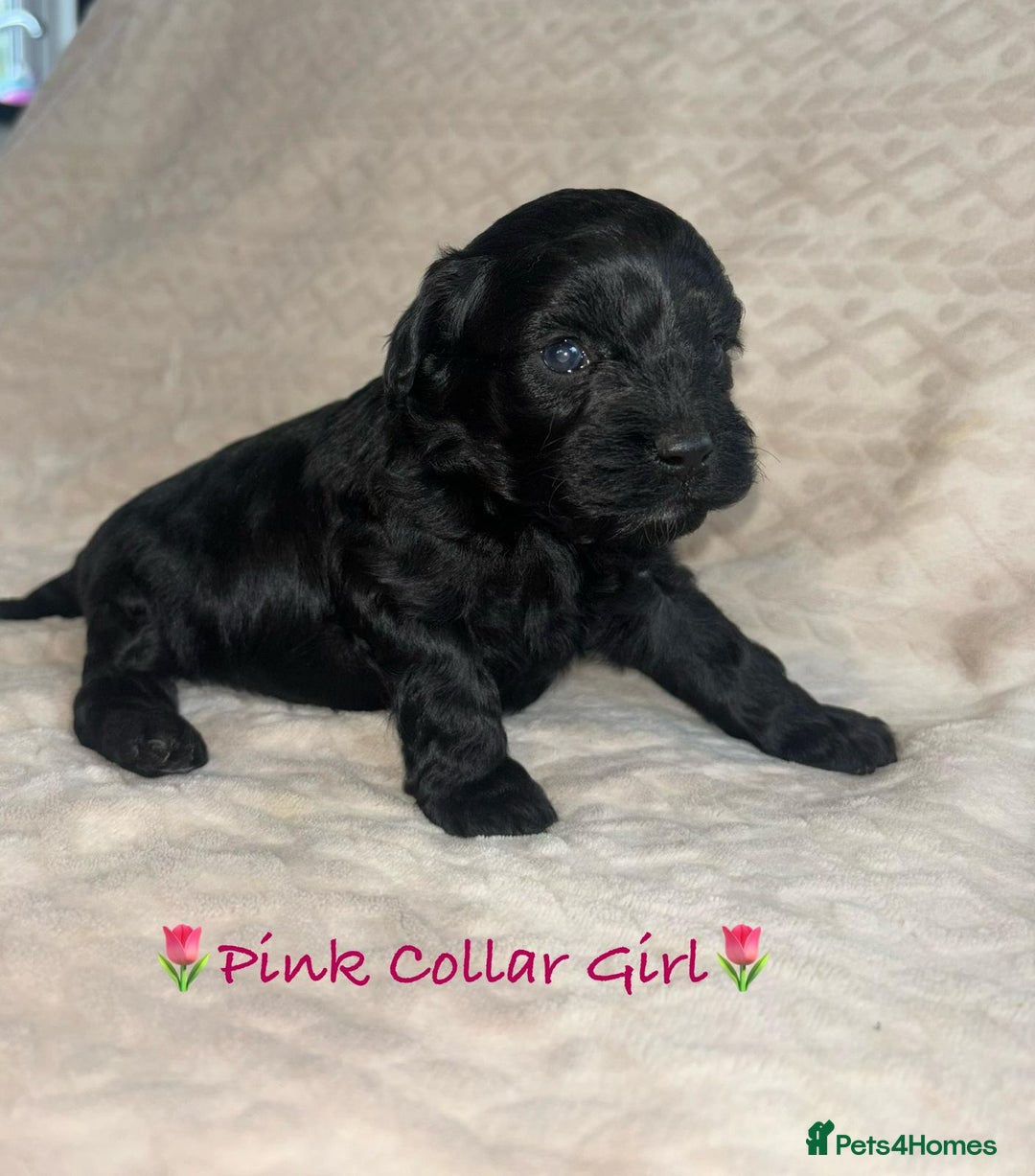 Cavapoo dogs for sale: Beautiful F1 Cavapoo Puppies  - Image 11