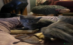 Maine Coon cats for sale: Chunky and fluffy Mainecoon kittens - Image 11