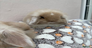 Mini Lop rabbits - Advert 2