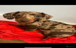 Miniature Dachshund dogs for stud: Chocolate Dapple Miniature Dachshund *STUD* - Image 5