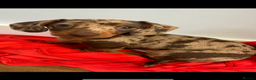 Miniature Dachshund dogs for stud: Chocolate Dapple Miniature Dachshund *STUD* - Advert 5
