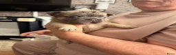 French Bulldog dogs for sale: Fluffy French bulldog puppies  - Advert 6
