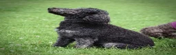 Labradoodle dogs for sale: Exceptional F7 Australian Double Doodle Puppies - Advert 4