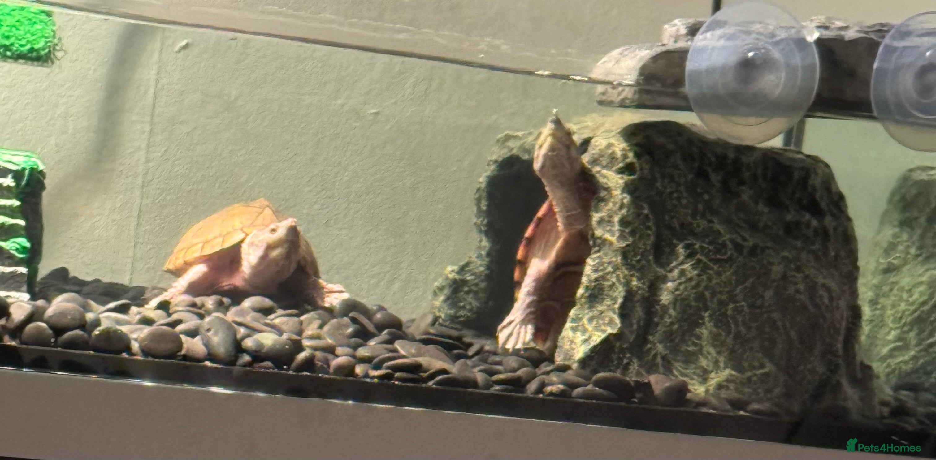 Turtle reptiles Two turtles - razorback musk  in London - Advert 5