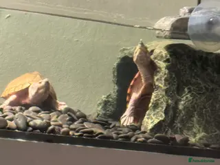 Turtle reptiles Two turtles - razorback musk in London - Advert 5