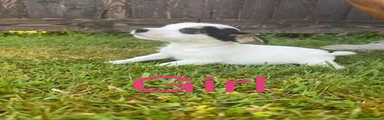 Mixed Breed Puppy 3