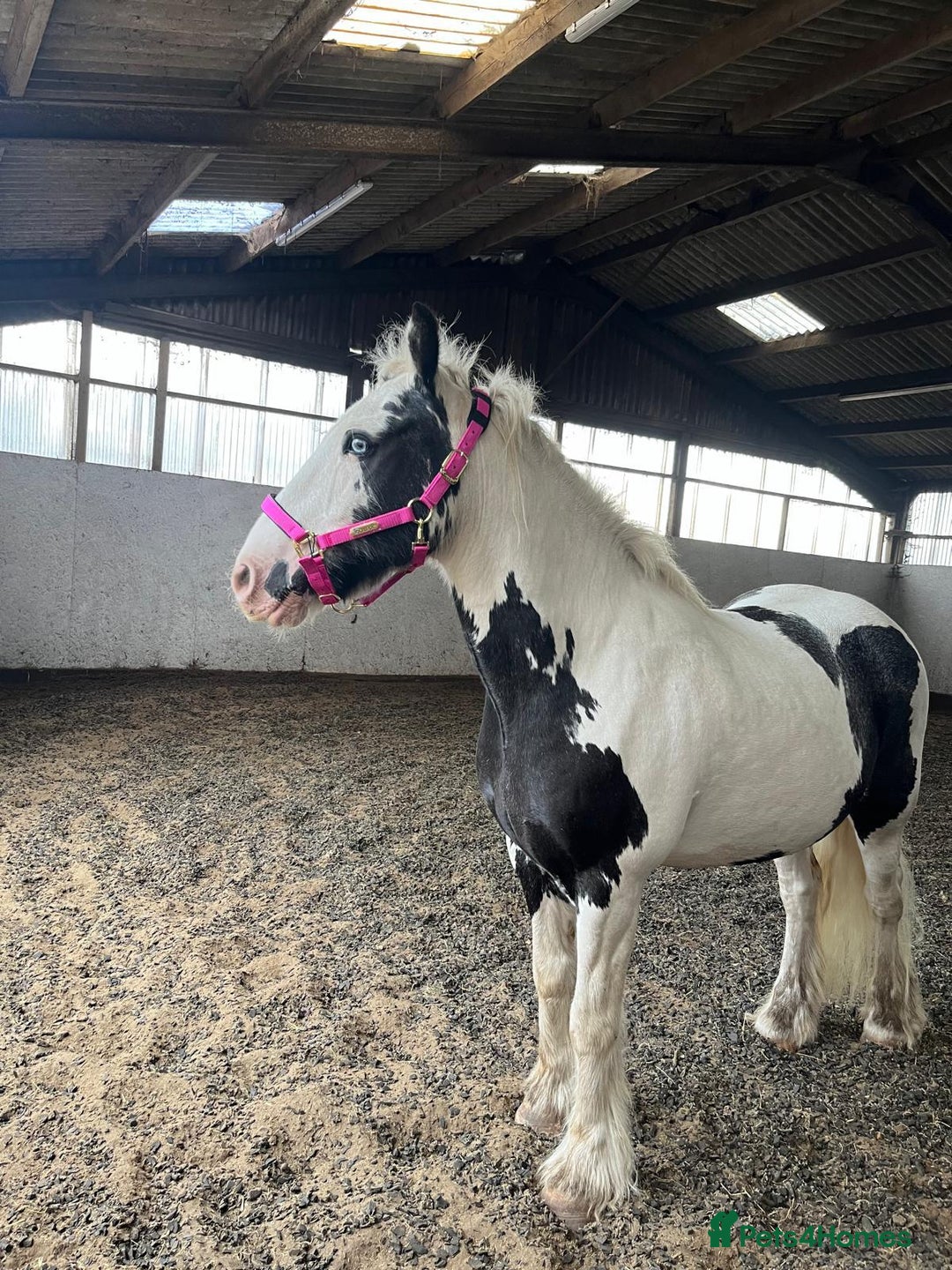 Other Breed horses for sale: hacking/hunting/fun ride home wanted  - Advert 3