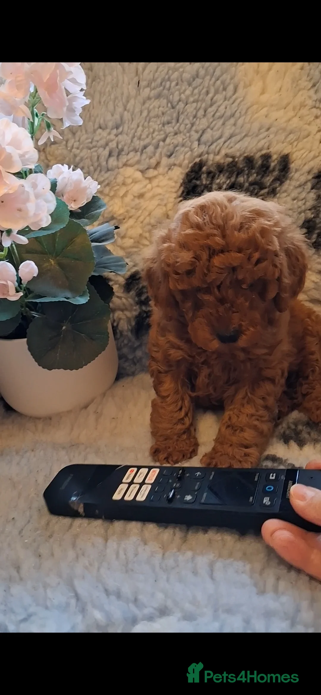 Toy Poodle dogs for sale: Deep red KC registered Toy Poodle puppies - Advert 3