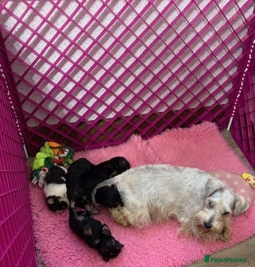 Miniature Schnauzer dogs 5* Licensed KC Small Miniature Schnauzer Litters - Advert 17